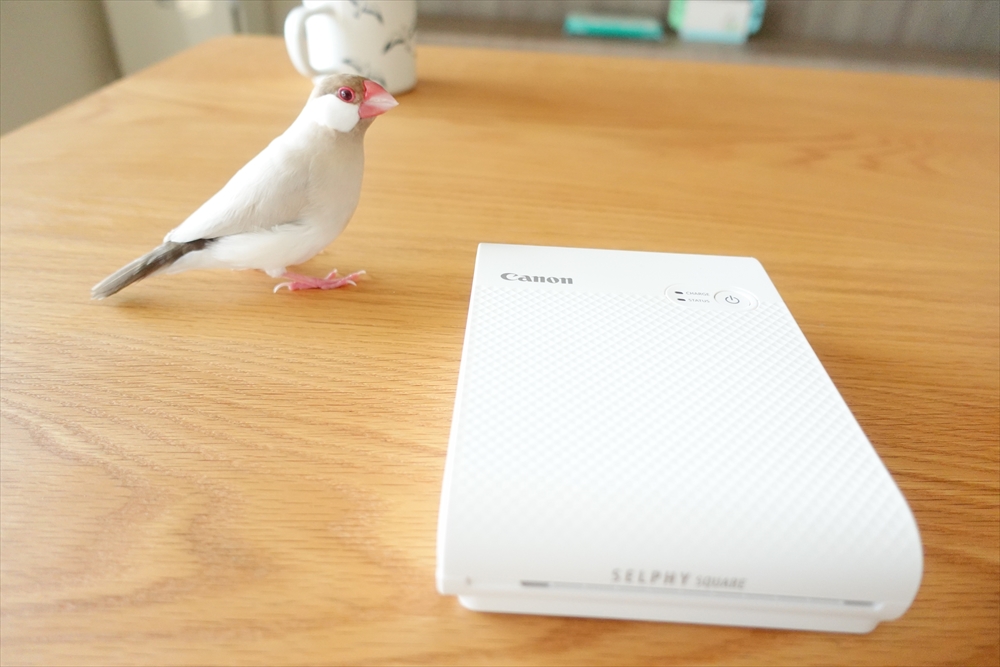 やっぱり写真プリントはキレイが一番！発売前にSELPHY SQUARE QX10！を使わせてもらっちゃいましたーその１ ノジマオンライン女子家電レポート