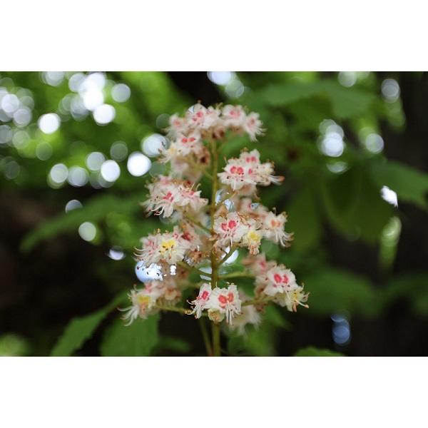 CANON 【超広角】ズームレンズ RF15-35mm F2.8 L IS USM RF15-3528LIS