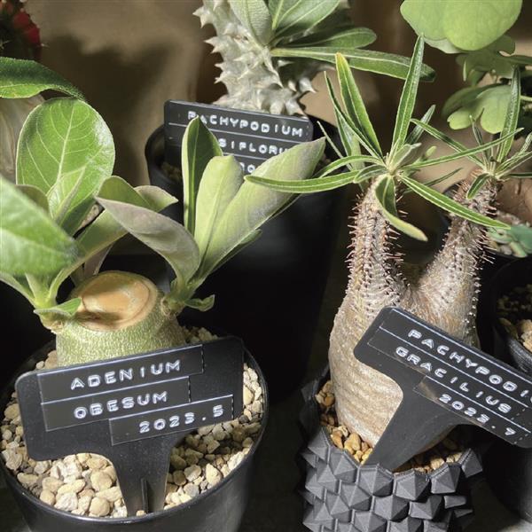 DYMO DYMO（ダイモ）【ラベルライター/テープライター/レイチェル